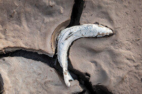 تصاویری از مرگ ماهی ها در  یکی از پر آب ترین رودخانه های ایران !