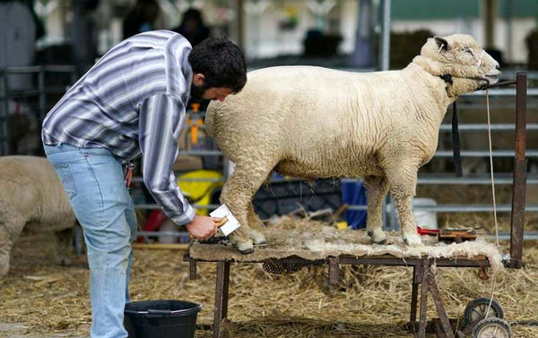 گوسفند خوش هیکل+ عکس