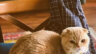 متن محترمانه نیمای خندوانه برای حیوان خانگی اش+عکس