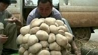 کشف یک قارچ عظیم‌الجثه در چین