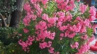 گل خرزه منجر به ایست قلبی و حتی مرگ می شود
