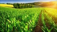 ازظرفیت های کشاورزی تهران می‌توان جهت ایجاد اشتغال استفاده کرد