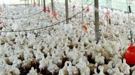  جذب سرمایه 12 میلیون دلار دربخش دام و طیور طی سال جاری 