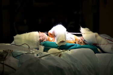 Gentle-Violence-The-Heart-Memories-from-the-darkness-of-our-bodies2__880