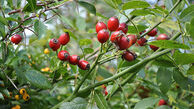 بیشترین ویتامین ث در دانه ی این گیاه + ایمنی بدن در مقابل کرونا