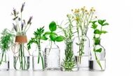 بهترین داروهای گیاهی را بشناسید