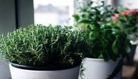 مصرف آویشن برای برخی افراد ممنوع است
