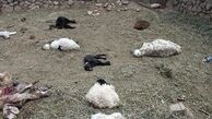 ۲ قلاده پلنگ ۳۷ راس گوسفند را در خلخال دریدند 