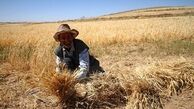 علت ناپايداري خودكفايي گندم و كاهش سطح زير كشت/ نياز كشور به 3.5 ميليون تن گندم وارداتي