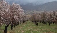 شکوفه های بهاری درخت بادام
