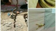اینستاگرام:: مار و عقرب در چادر زلزله‌زدگان کرمانشاهی