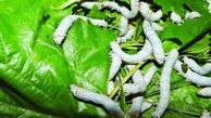  سیاست‌گذاری قیمت نخستین سیاست حمایتی دولت در امر نوغانداری است