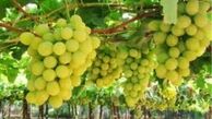 عرضه انواع انگور از ۱۰ روز آینده به بازار