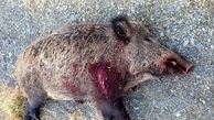 کشف لاشه ۳۸ گراز وحشی برای تهیه سوسیس و کالباس در رودهن !