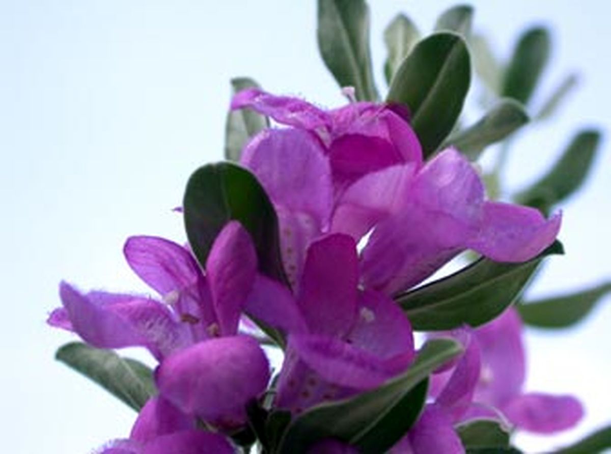 گیاهی که در رفع الزایمر موثر است