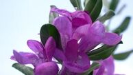 گیاهی که در رفع الزایمر موثر است