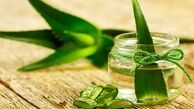آلوئه‌ورا و خواص معجزه‌آسای آن