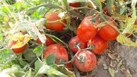 ۱۷ هزارتن گوجه فرنگی  خریداری شد