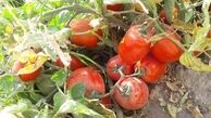 ۱۷ هزارتن گوجه فرنگی  خریداری شد