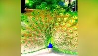 طاووس‌های رنگارنگ هندوستان+ فیلم