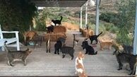 عجیب ترین شغل دنیا در یونان