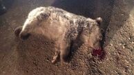 هر 45 روز یک خرس در این جاده می‌میرد!