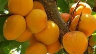 همه آنچه درباره آلو باید بدانید