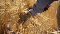 ری رتبه اول در تولیدگندم، ذرت علوفه ای را در استان تهران را دارد