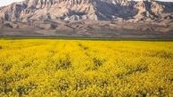 530 هکتار زمین کشاورزی کامیاران زیر کشت کلزا رفت
