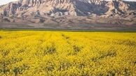530 هکتار زمین کشاورزی کامیاران زیر کشت کلزا رفت