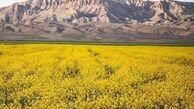 530 هکتار زمین کشاورزی کامیاران زیر کشت کلزا رفت