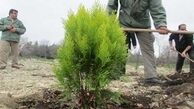 کاشت 2 هزار اصله درخت در ورودی غربی پایتخت 