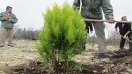 کاشت 2 هزار اصله درخت در ورودی غربی پایتخت 