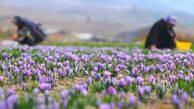 قیمت انواع زعفران در بازار اعلام شد