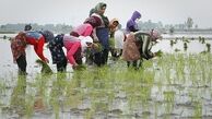 محدود شدن کشت برنج در گیلان و مازندران