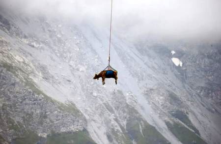 پرواز یک گاو ! + عکس