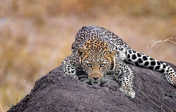 
ژست خاص یک قلاده پلنگ روی تل موریانه +عکس
