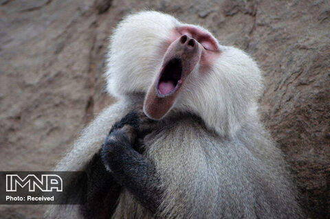 کمدی حیات وحش + تصاویر جذاب حیوانات