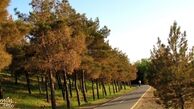 16 تا از بهترین پارک های جنگلی تهران برای تفریح خانوادگی