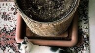 رونمایی پریناز ایزدیار از حیوان خانگی اش+عکس