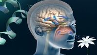 از دست دادن بلندمدت حس بویایی و چشایی در برخی مبتلایان کرونا