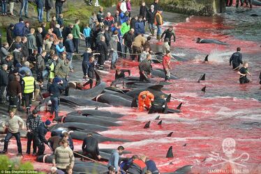 2ACFBBE000000578-3173617-Killing_zone_Using_ropes_to_pull_the_pilot_whales_up_the_beach_t-a-67_1437762254115