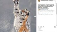 اینستاگرام.برف بازی ببر! 