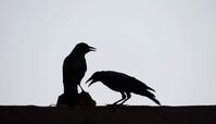 دعوای جالب کلاغ با جغد به خاطر یک مشت برف!+ فیلم