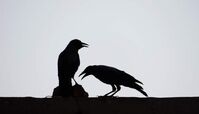 دعوای جالب کلاغ با جغد به خاطر یک مشت برف!+ فیلم