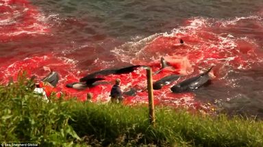 2ACF048100000578-3173617-Allowed_Although_whaling_is_illegal_in_Denmark_it_is_allowed_and-a-53_1437762253026