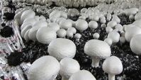 قارچ‌های سمی همچنان قربانی می گیرد + تعداد مسموم ها وفوت شدگان