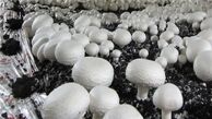 قارچ‌های سمی همچنان قربانی می گیرد + تعداد مسموم ها وفوت شدگان