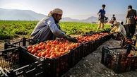 سقوط آزاد نرخ گوجه فرنگی 