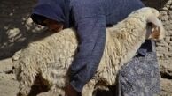 تعطيلي اغلب واحدهاي دامداري در سيستان و بلوچستان